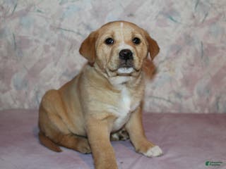 Goldador dogs Maple - Ad 7