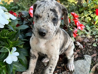 Great Dane dogs - Ad 16