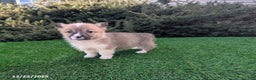 Welsh Corgi Pembroke dogs for sale: Kayla - Ad 2