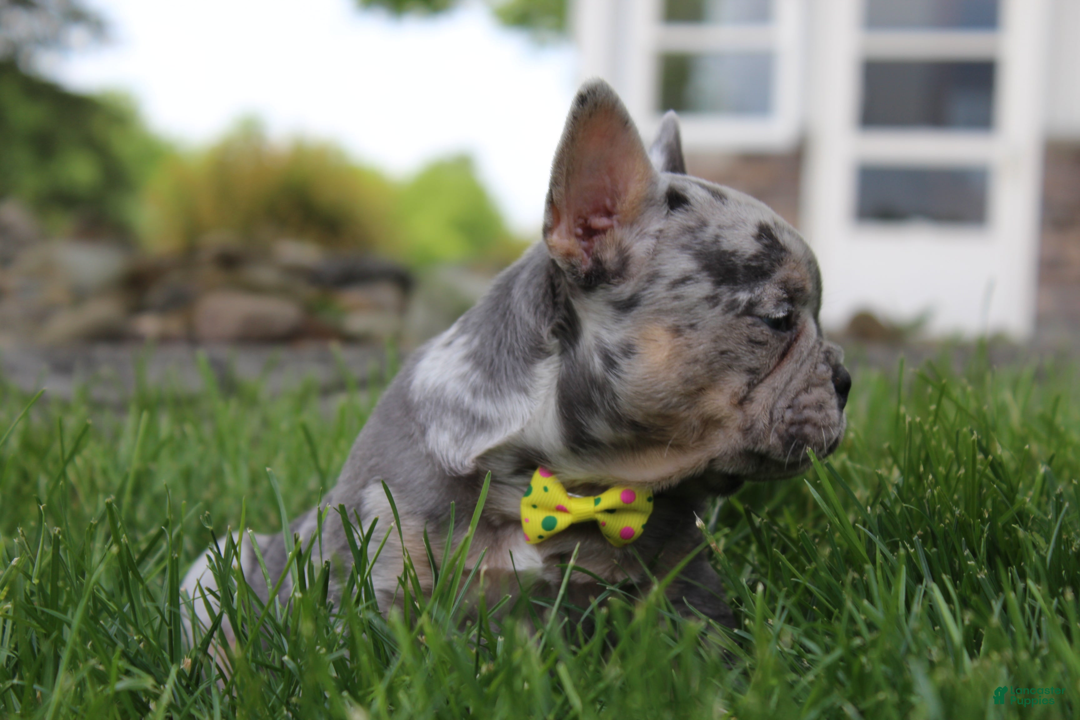 French Bulldog dogs for sale: AKC Bella - Ad 8