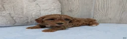 Cavapoo dogs for sale: Lincoln - Ad 3