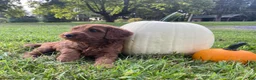 Miniature Labradoodle dogs for sale: Georgia-mini red F1b - Ad 8