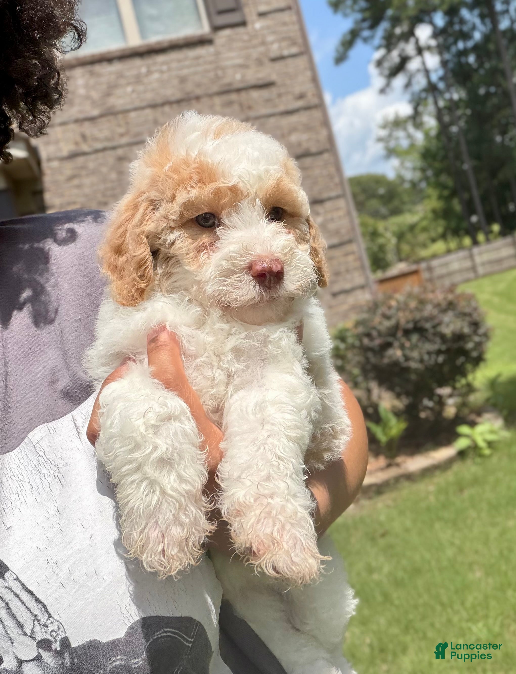 Mixed Breed dogs 🌸 Bopeep - Ad 37