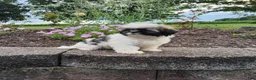 Shih Tzu dogs for sale: Amber - Ad 14