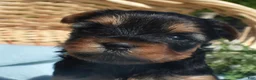 Yorkshire Terrier dogs for sale: Cheerio - Ad 1