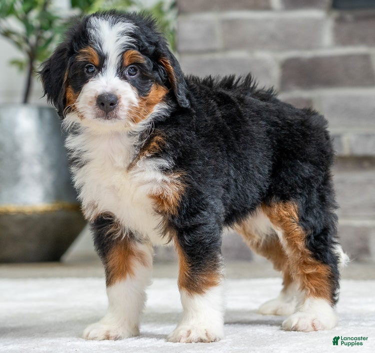 Bernese Mountain Dog dogs Yukon - Ad 25