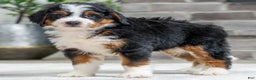 Bernese Mountain Dog dogs for sale: Yukon - Ad 1
