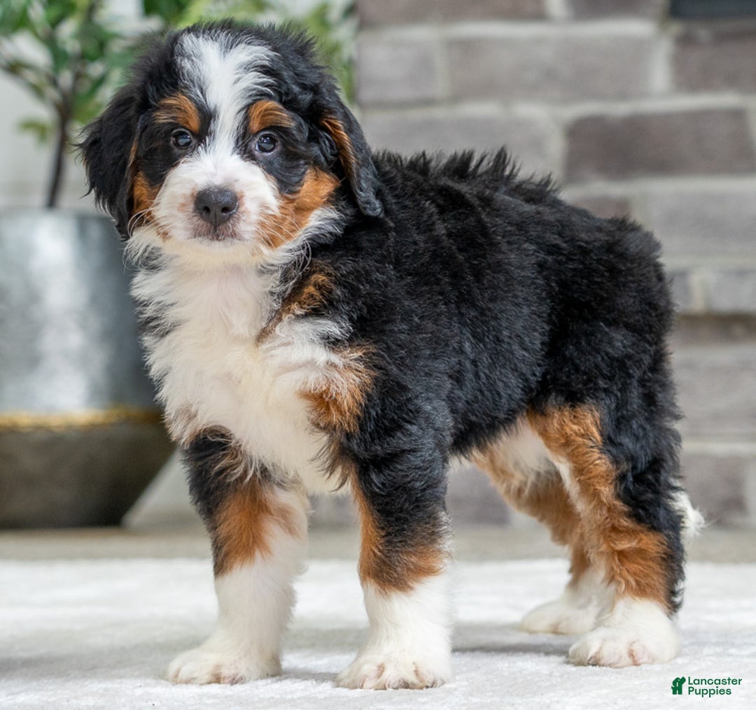 Bernese Mountain Dog dogs for sale: Yukon - Ad 1