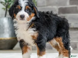 Bernese Mountain Dog dogs Yukon - Ad 38