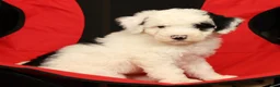 Mini Sheepadoodle dogs for sale: Buster - Ad 8