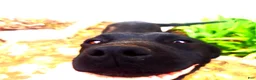 Mixed Breed dogs for sale: Mixed Breed Puppy 5 - Ad 4