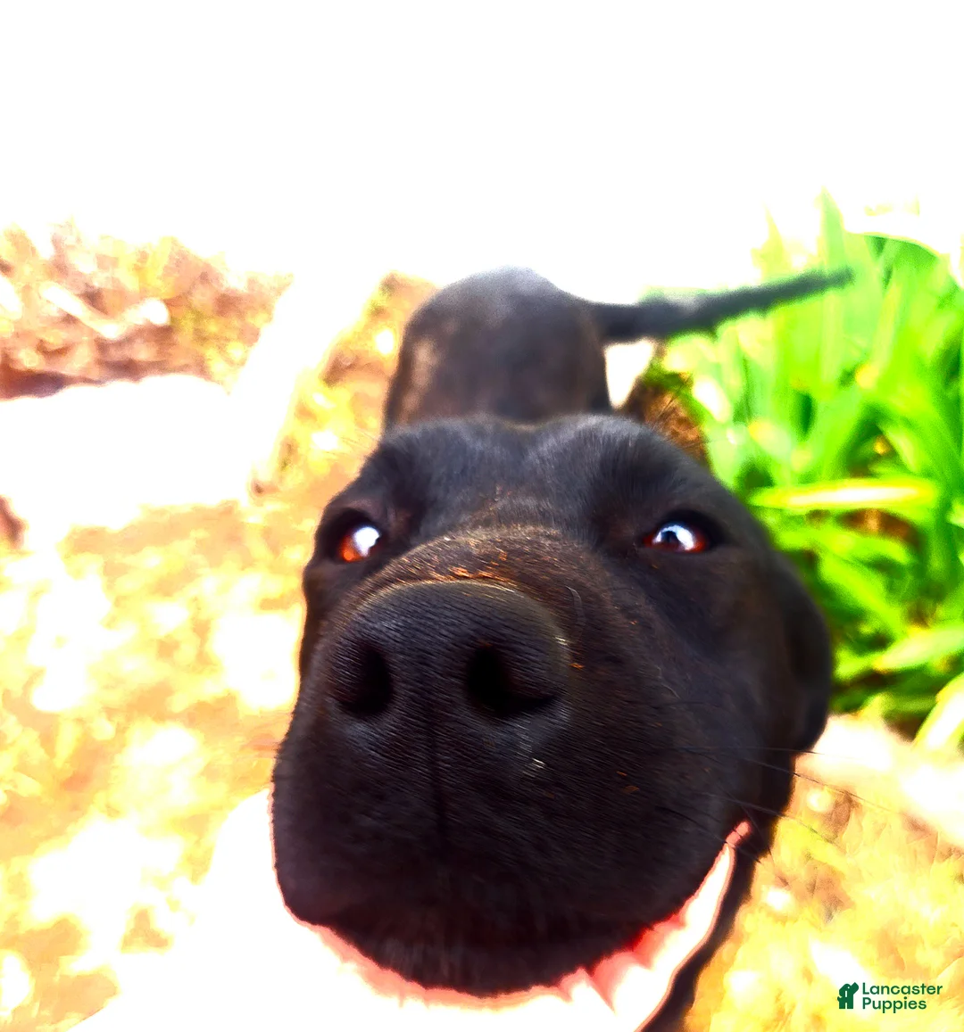 Mixed Breed dogs for sale: Mixed Breed Puppy 5 - Ad 4