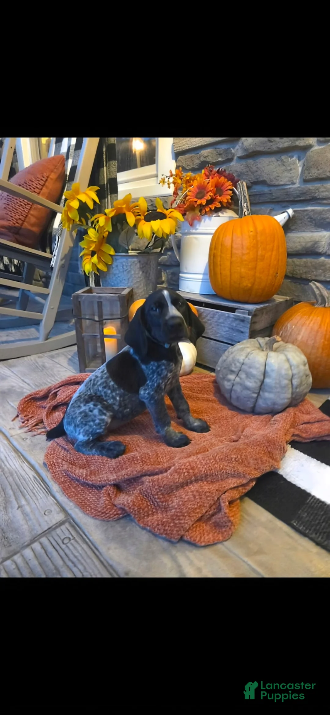 German Shorthaired Pointer dogs for sale: Gracie  - Ad 2