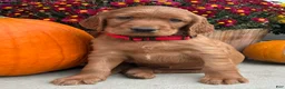 Irish Setter dogs for sale: Harrison - Ad 6