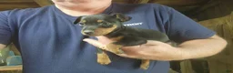 Miniature Pinscher dogs for sale: Teddy - Ad 1