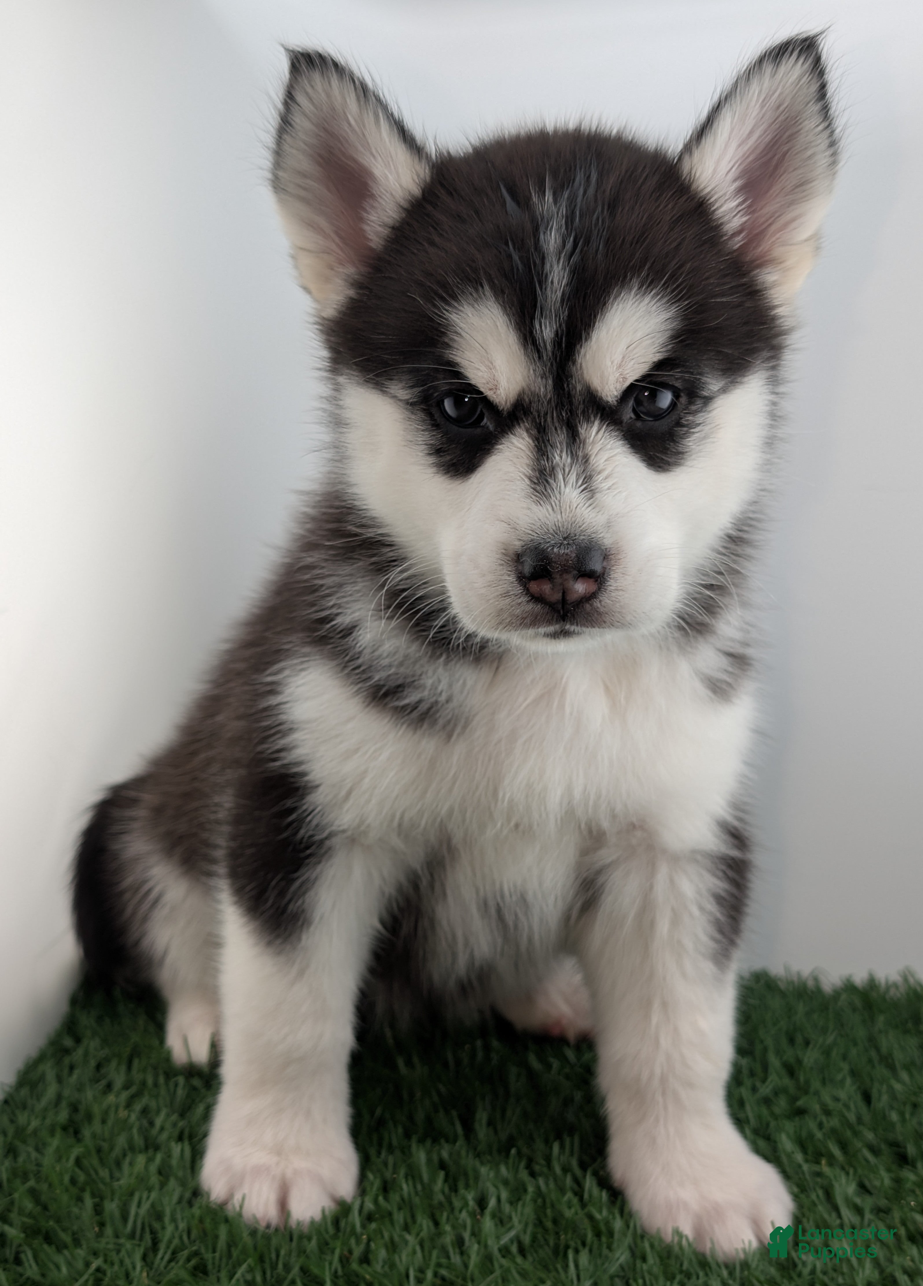 Siberian Husky dogs Siberian Husky Puppy - Freya - Ad 14