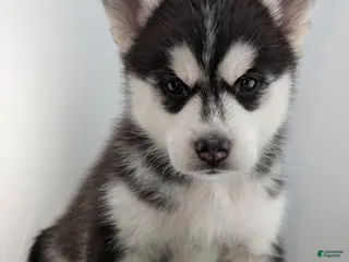 Siberian Husky dogs Siberian Husky Puppy - Freya - Ad 14