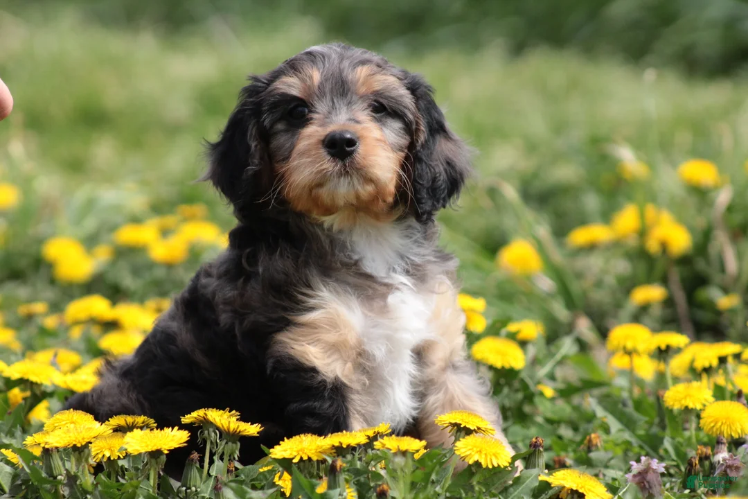 Cavapoo dogs for sale: Chipper - Ad 7