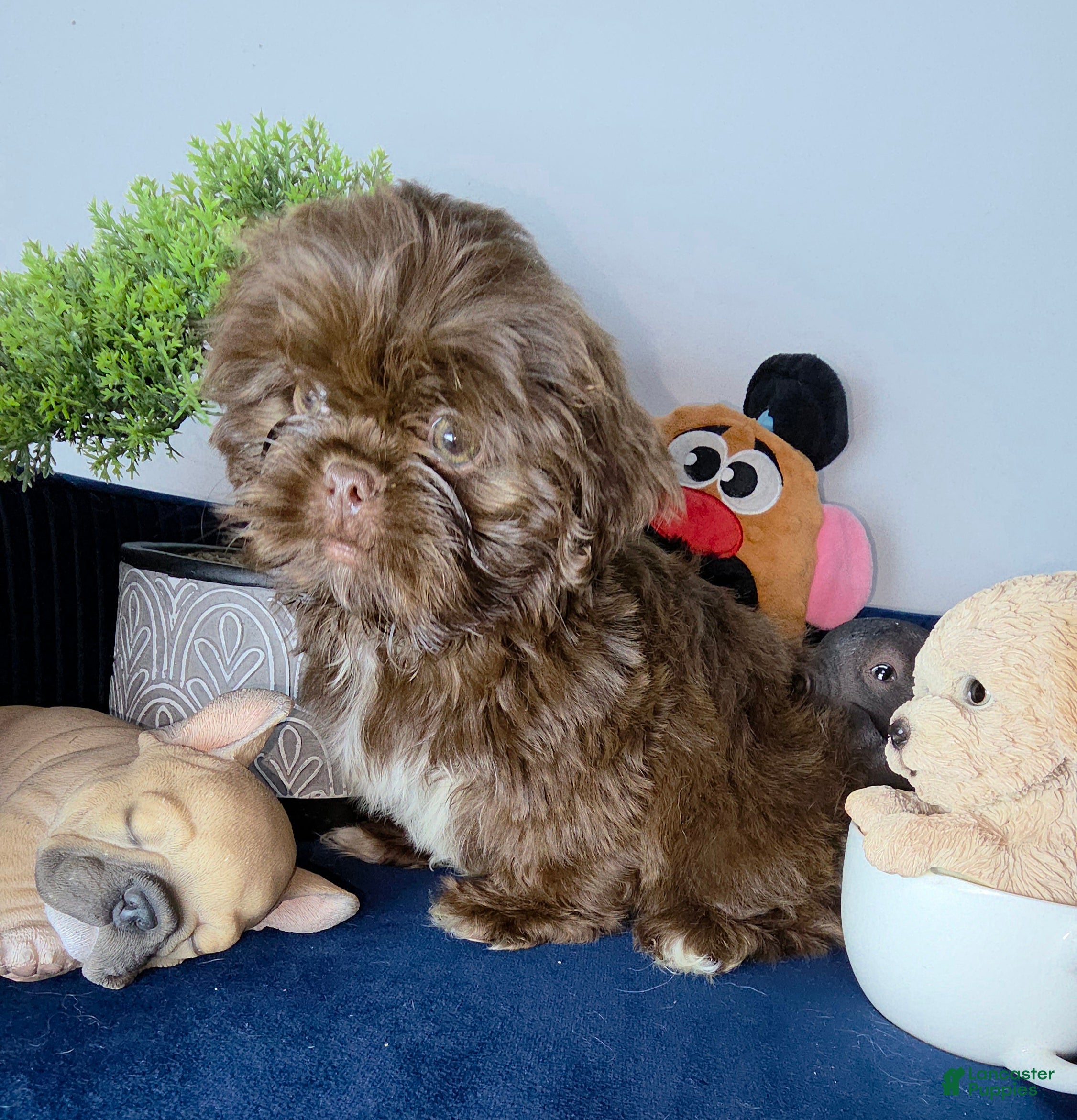 Shih Tzu dogs Shih Tzu lucas - Ad 1