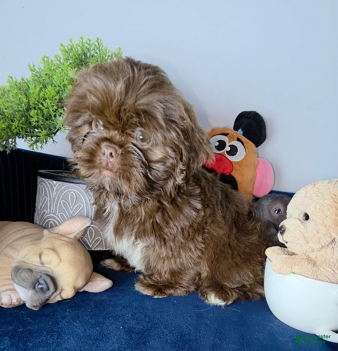 Shih Tzu dogs for sale: Shih Tzu lucas - Ad 1