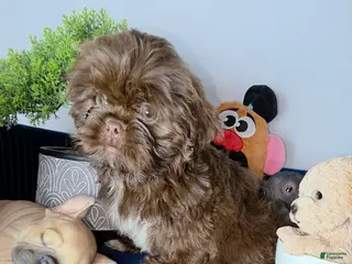 Shih Tzu dogs for sale: Shih Tzu lucas - Ad 3