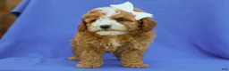 Cavapoo dogs for sale: Ira F1B Cavapoo Pup - Ad 2