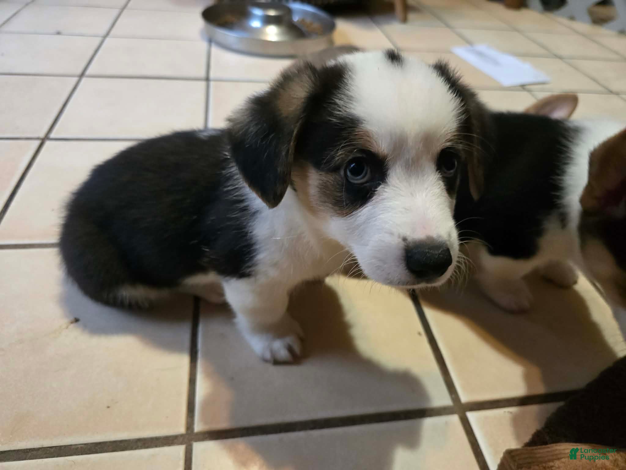 Welsh Corgi Pembroke dogs Welsh Corgi Pembroke 2 - Ad 2