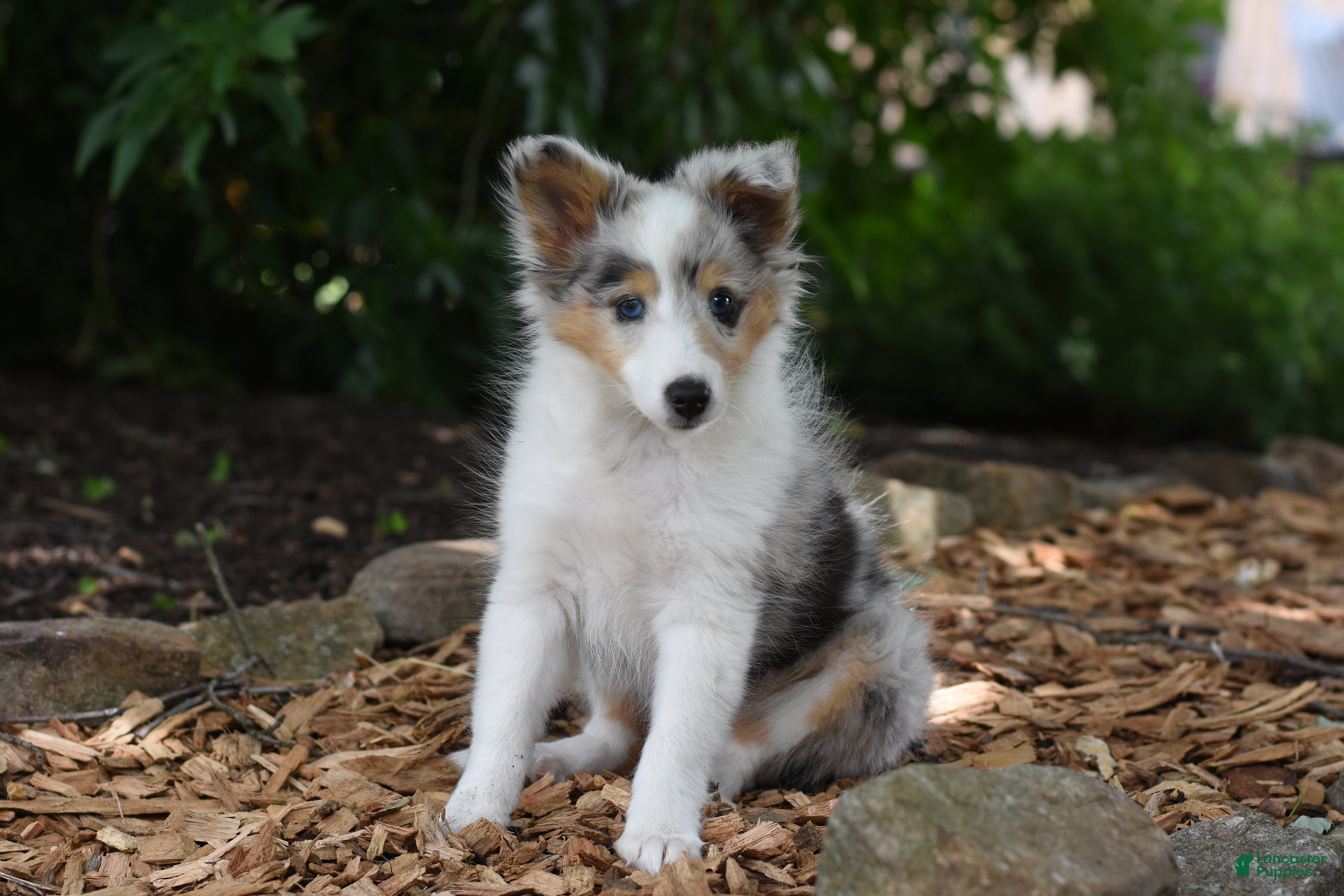 Shetland Sheepdog dogs Lilac - Ad 1