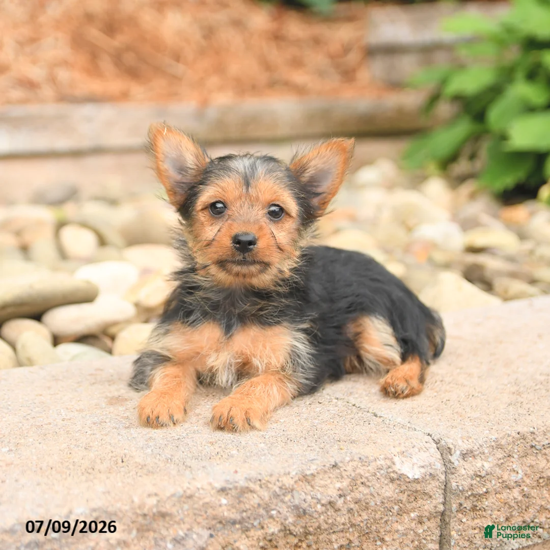 Yorkshire Terrier dogs for sale: Plum - Ad 3