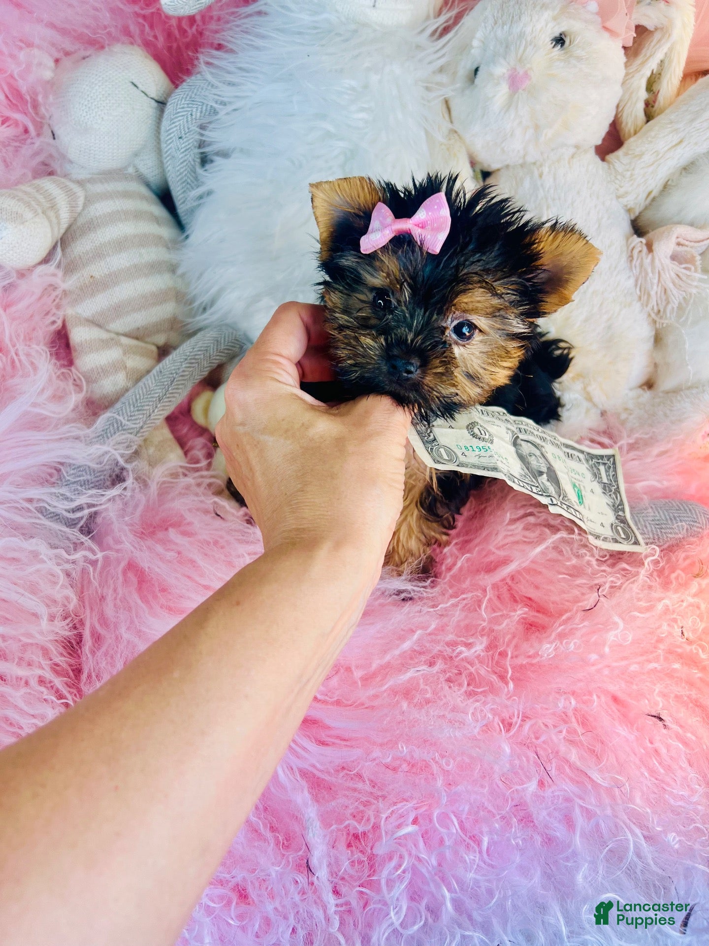 Yorkshire Terrier dogs Teacup Yorkshire Terrier 1 - Ad 1