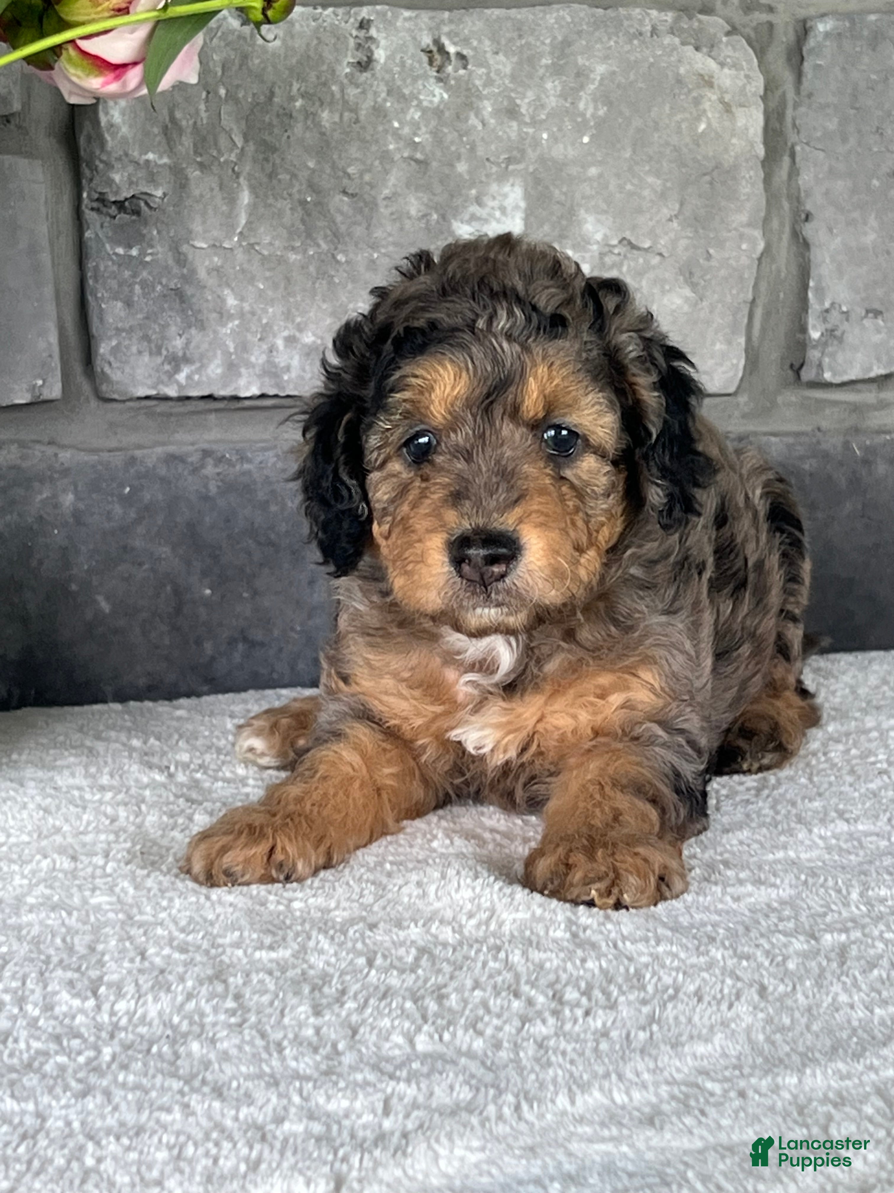 Mini Goldendoodle dogs Maple Mini Goldendoodle Puppy  - Ad 2
