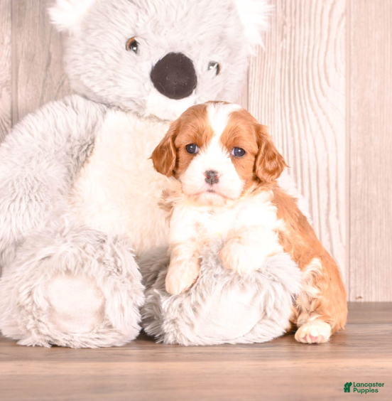 Cavapoo dogs Timmy - Ad 4