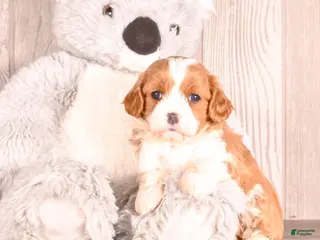 Cavapoo dogs Timmy - Ad 3