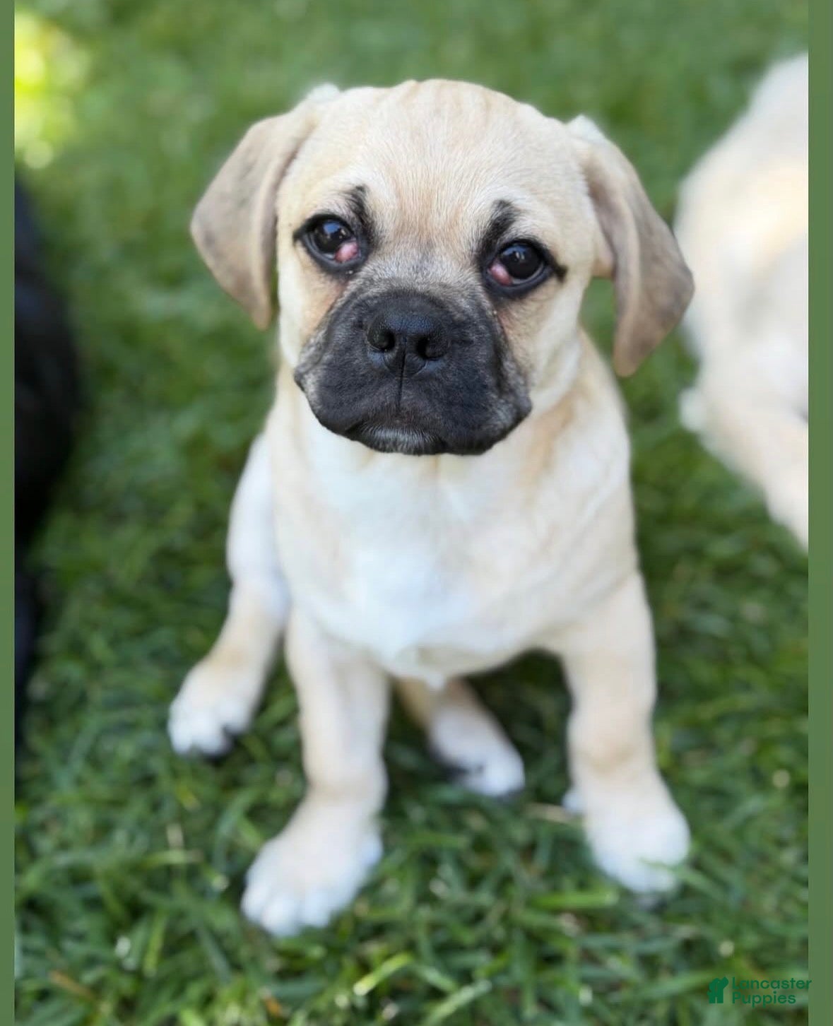 Mixed Breed dogs Mixed Breed 3 - Ad 35