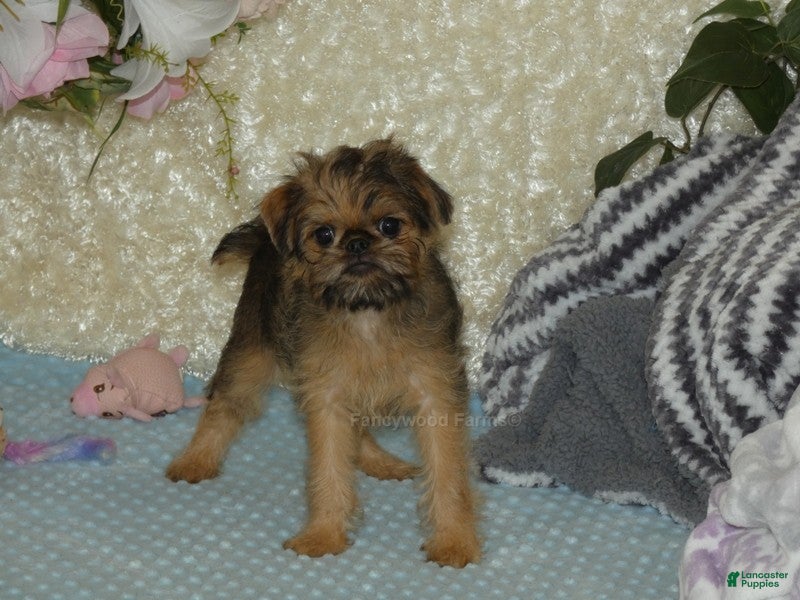 Brussels Griffon dogs Bonnie - AKC - Ad 1