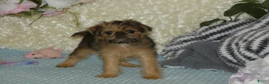 Bonnie - AKC