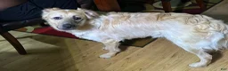 Mixed Breed dogs for sale: Mixed Breed 1 - Ad 7