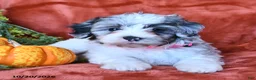Aussiedoodle dogs for sale: Amara  - Ad 4