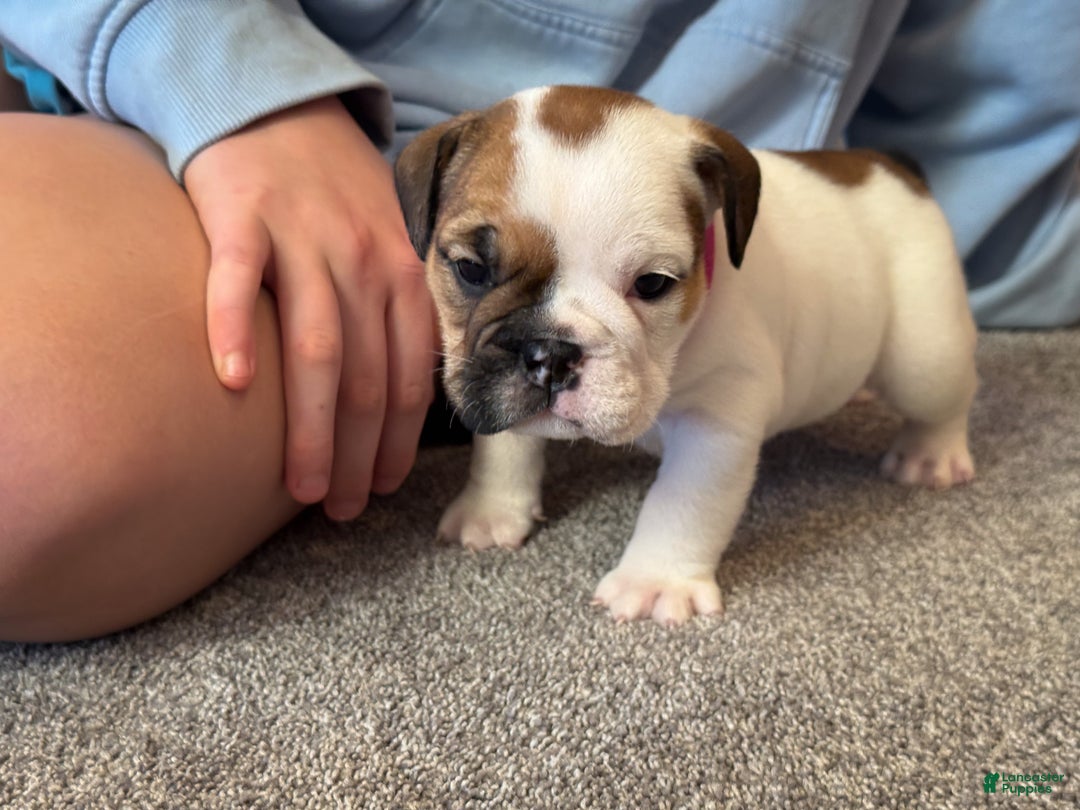 English Bulldog dogs for sale: Harley - Ad 6