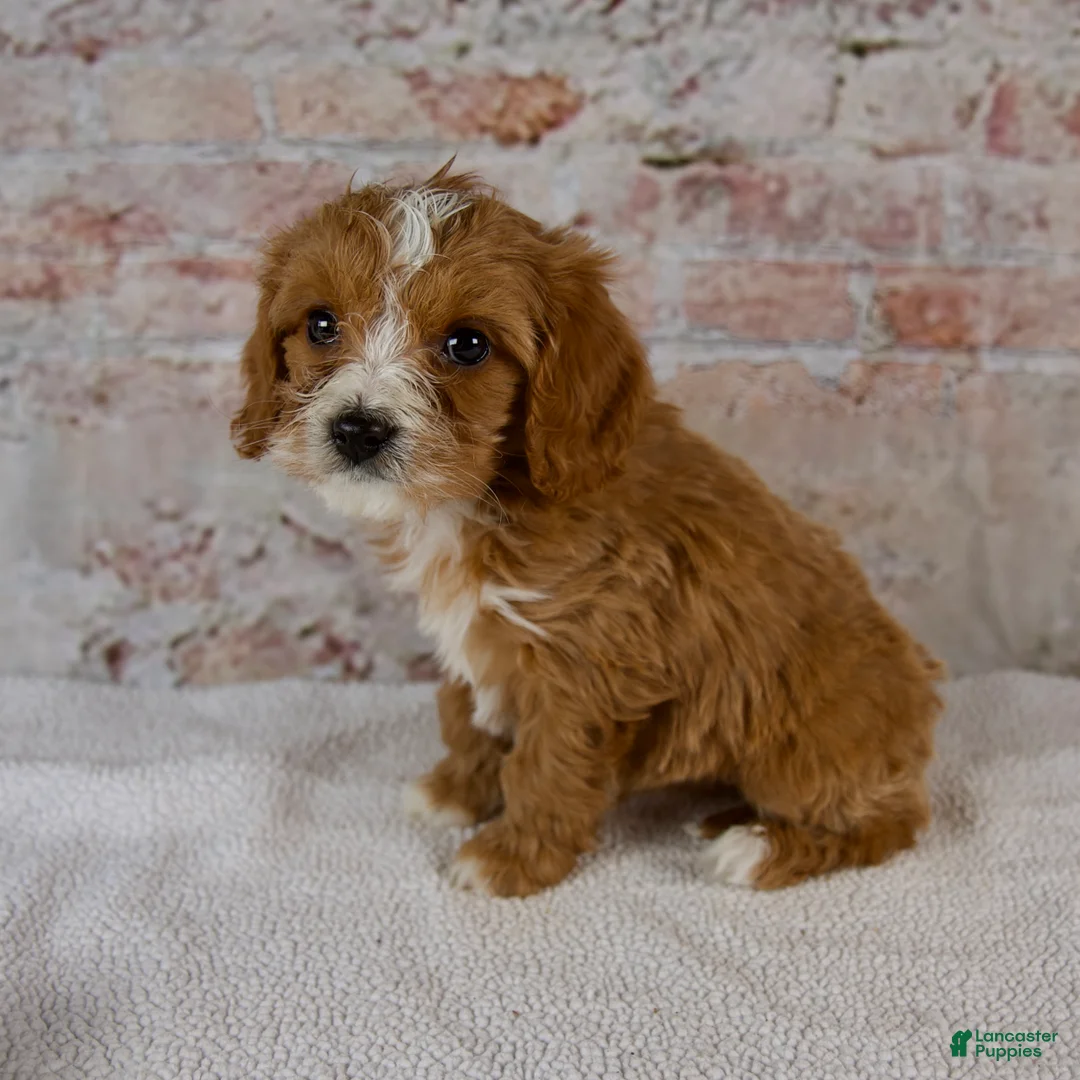 Cavapoo dogs for sale: Hudson - Ad 4