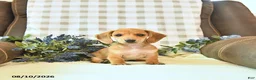 Miniature Dachshund dogs for sale: Timber - Ad 3