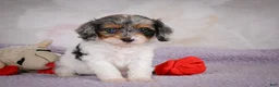 Cavapoo dogs for sale: Molly - Ad 13