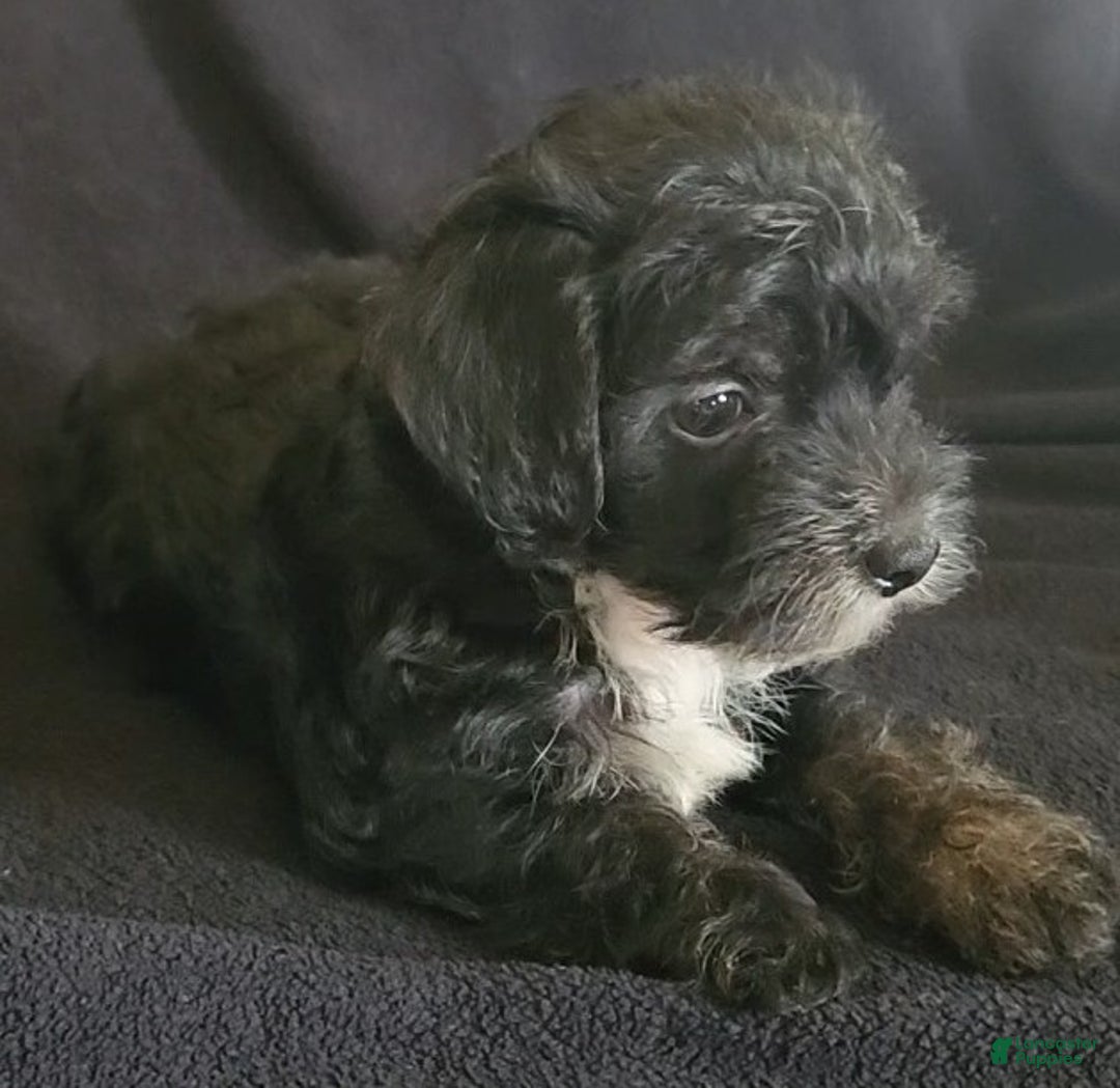 Yorkiepoo dogs for sale: Buster - Ad 2