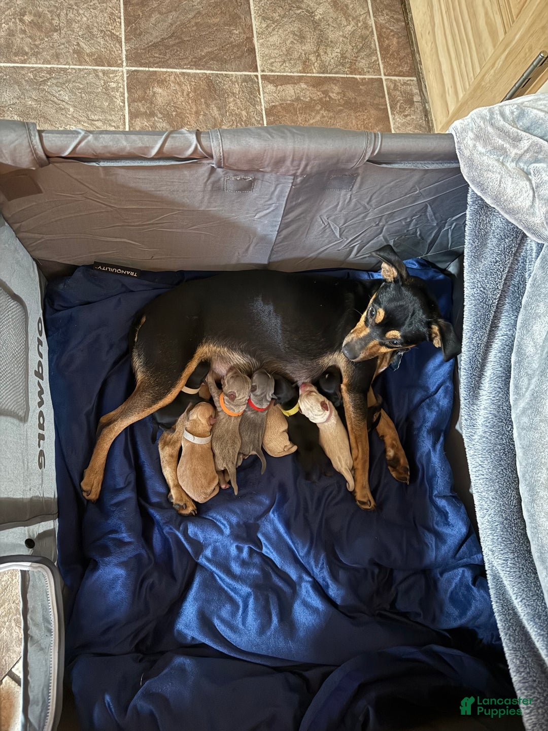 Rat Terrier dogs for sale: Carter - Ad 6