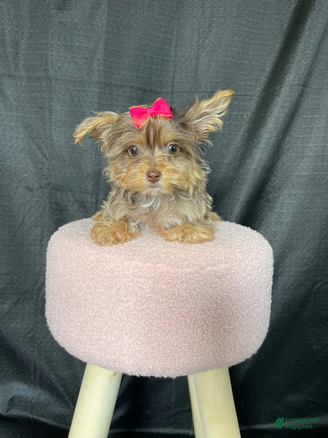 Yorkshire Terrier dogs for sale: Tiny Chocolate Merle Girl - Ad 1