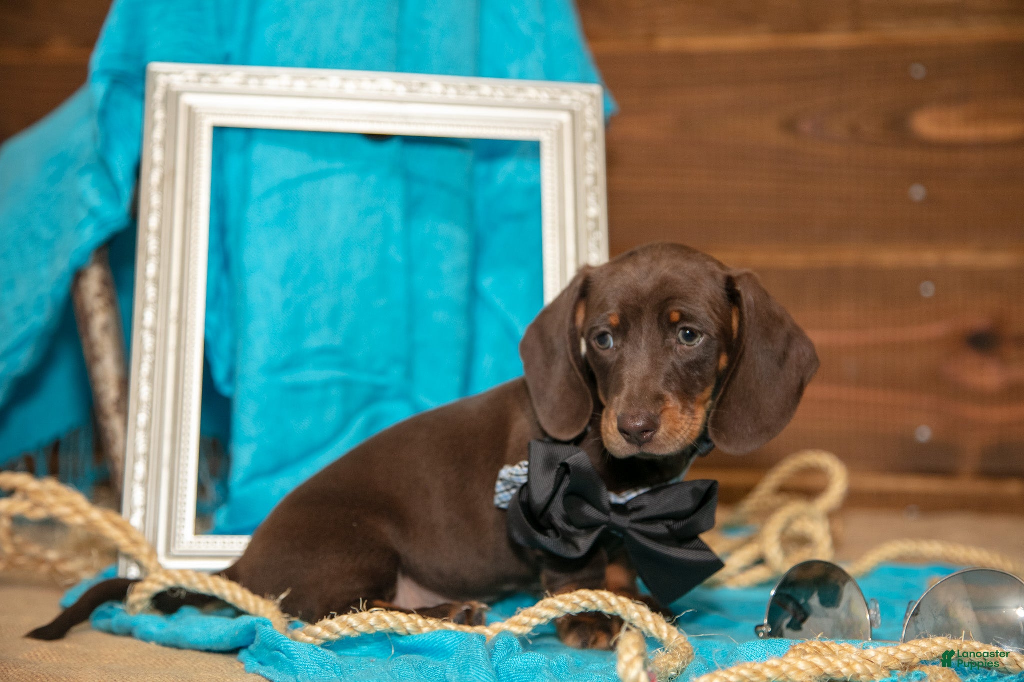 Miniature Dachshund dogs Brady - Ad 33