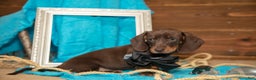Miniature Dachshund dogs for sale: Brady - Ad 1