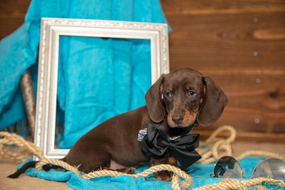 Miniature Dachshund dogs for sale: Brady - Ad 1