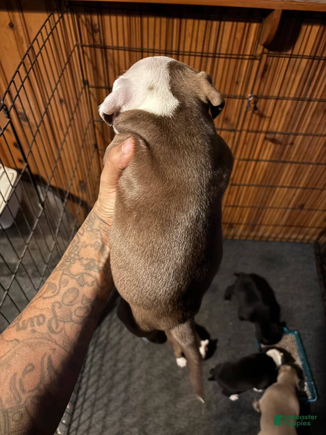 Mixed Breed dogs for sale: Mixed Breed Puppy 3 - Ad 3