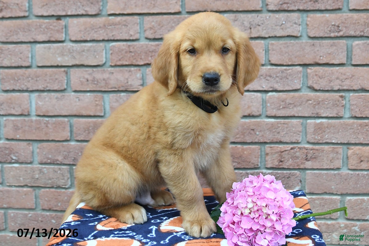 Golden Retriever dogs Banjo - Ad 1